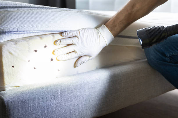Best Wasp Removal Services  in Oswego, NY