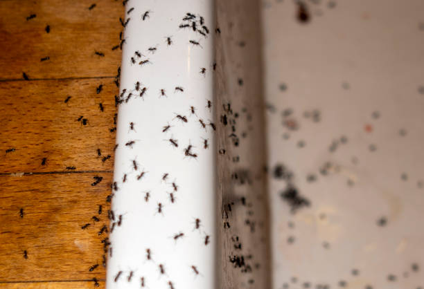 Best Local Pest Control Services  in Oswego, NY